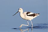 American Avocetborder=